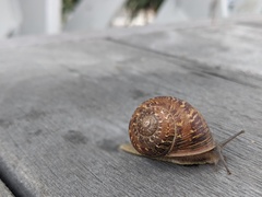 Cornu aspersum