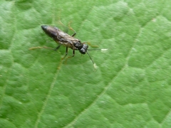 Tenthredo silensis