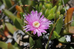 Ruschia promontorii