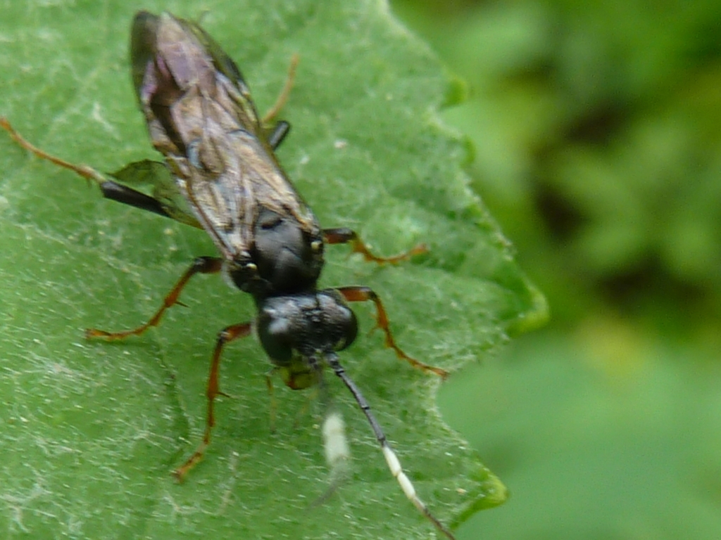 Tenthredo silensis