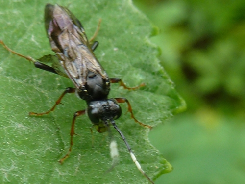 Tenthredo silensis