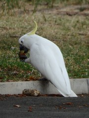 Cacatua galerita