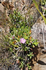Ruschia promontorii