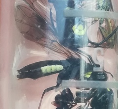 Tenthredo silensis