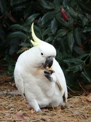 Cacatua galerita
