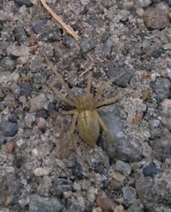 Cheiracanthium inclusum