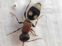 Bidecoloratilla iberica