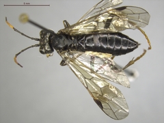 Tenthredo silensis