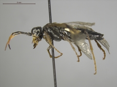 Tenthredo silensis