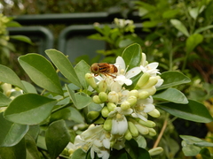 Eristalinus quinquestriatus