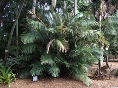 Chamaedorea costaricana