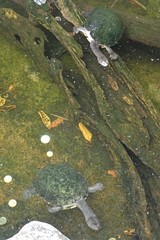 Chelodina longicollis