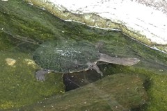 Chelodina longicollis