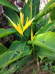 Heliconia × nickeriensis
