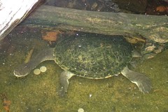 Chelodina longicollis