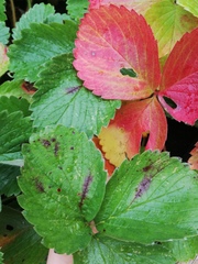 Diplocarpon fragariae