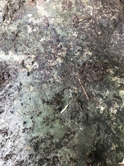 Symphyla