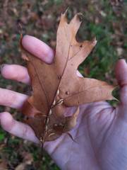 Macrodiplosis qoruca