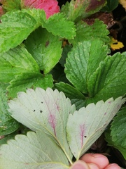 Diplocarpon fragariae