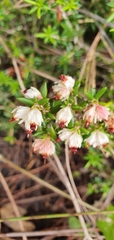 Erica petiolaris