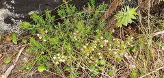 Erica petiolaris