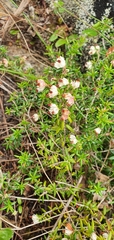 Erica petiolaris