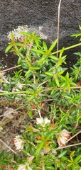 Erica petiolaris