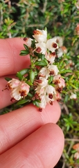 Erica petiolaris