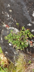 Erica petiolaris