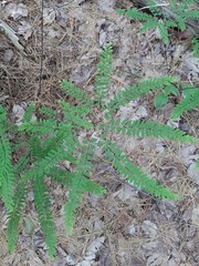 Adiantum viridimontanum