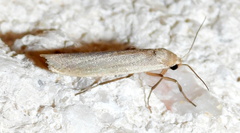 Crambidia myrlosea