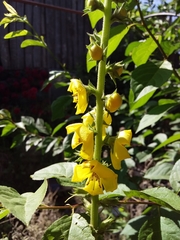 Verbascum virgatum