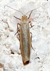 Crambidia myrlosea