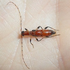 Stenoidion corallinum chapadense