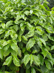 Coffea arabica