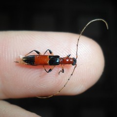 Stenoidion corallinum chapadense