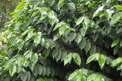 Coffea arabica