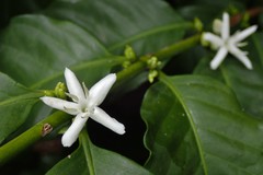 Coffea arabica