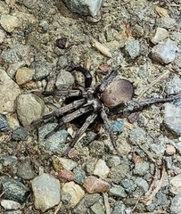 Calisoga longitarsis