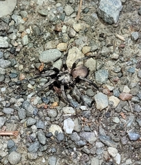 Calisoga longitarsis