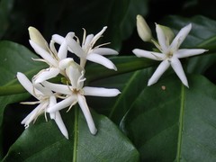 Coffea arabica