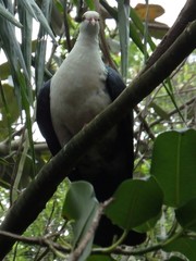 Columba leucomela