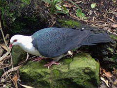 Columba leucomela