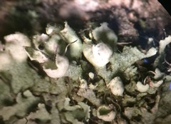 Physcia