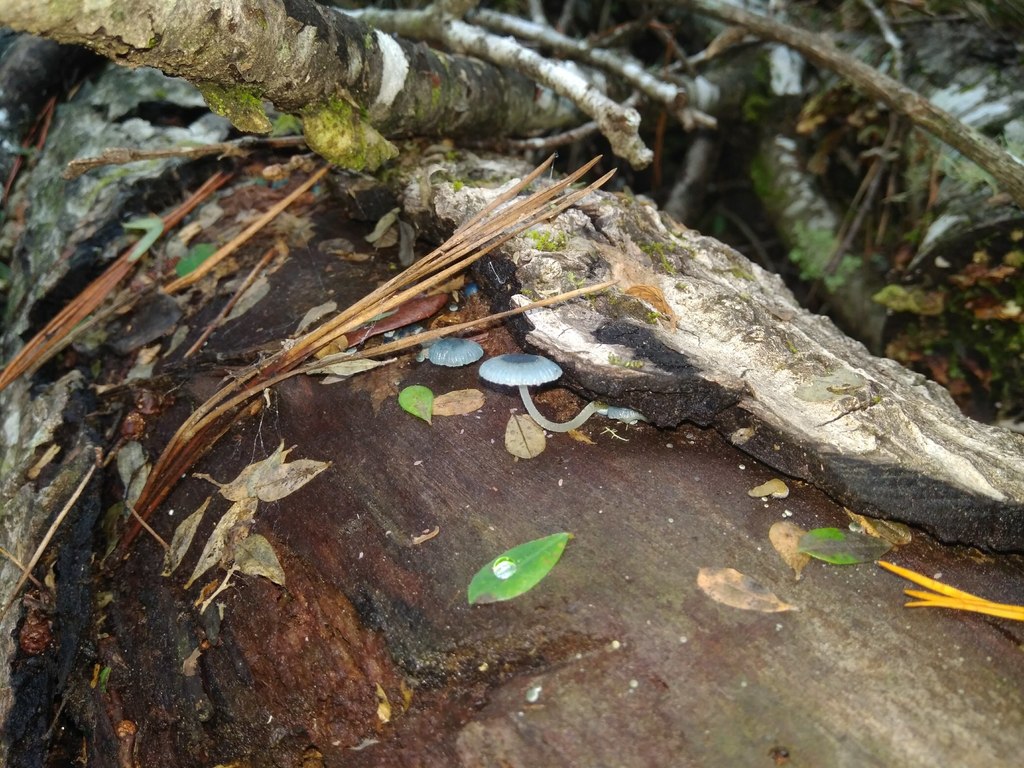 Mycena cyanocephala · April 2018 · photo: © cristianriquelme (iNaturalist, cc-by)