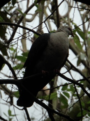 Columba leucomela