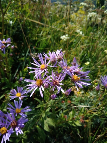 Brdski zvjezdan (Aster amellus)