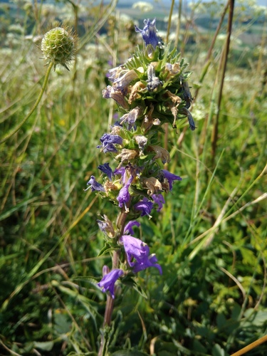 zvonček klbkatý (Campanula glomerata)