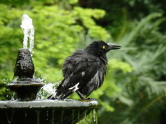 Strepera graculina