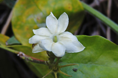 Jasminum sambac